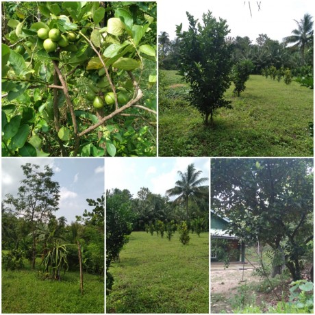 Land For Sale In Thanamalwila